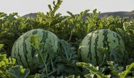 四川网红吃瓜,揭秘网络红人的幕后故事